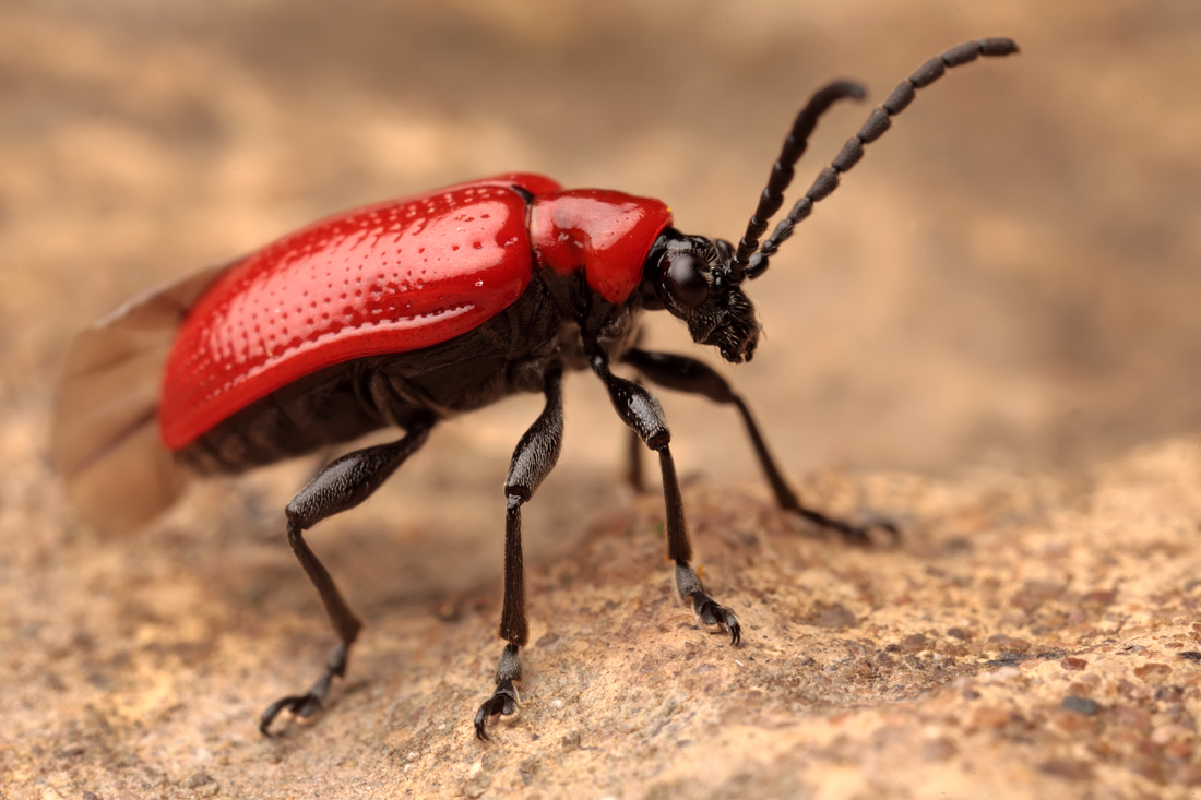 Red Lily Beetle